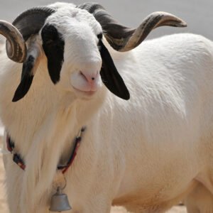 Élevage de chèvre et moutons