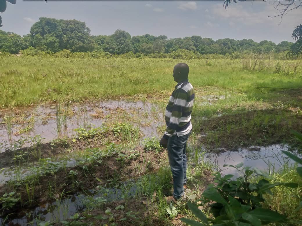 Pisciculture: élevage de tilapia – Image 3