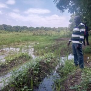 Pisciculture: élevage de tilapia