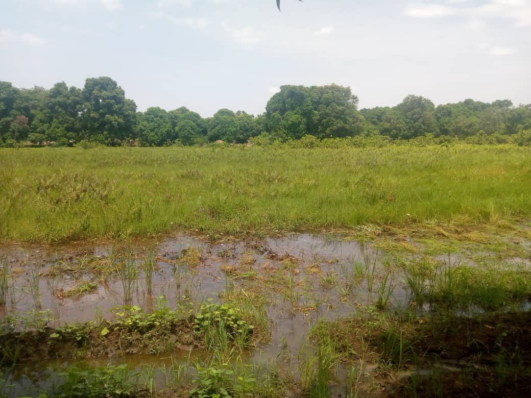 Pisciculture: élevage de tilapia – Image 2