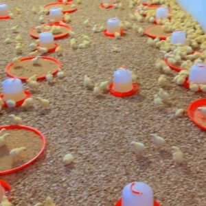 PRODUCTION de poulet de chair